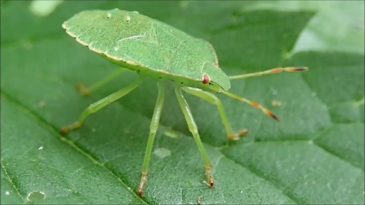 Groene schildwants (Palomena prasina) Nimf; Oliver's Nature YouTube Groene schildwants (Palomena prasina) Nimf; Oliver's Nature YouTube