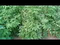 Single stem tomatoes, for healthy great looking plants