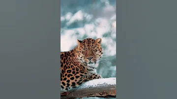 Amazing Facts Fur of the Far Eastern leopard / Удивительное факты-Шерсть дальневосточного леопарда..