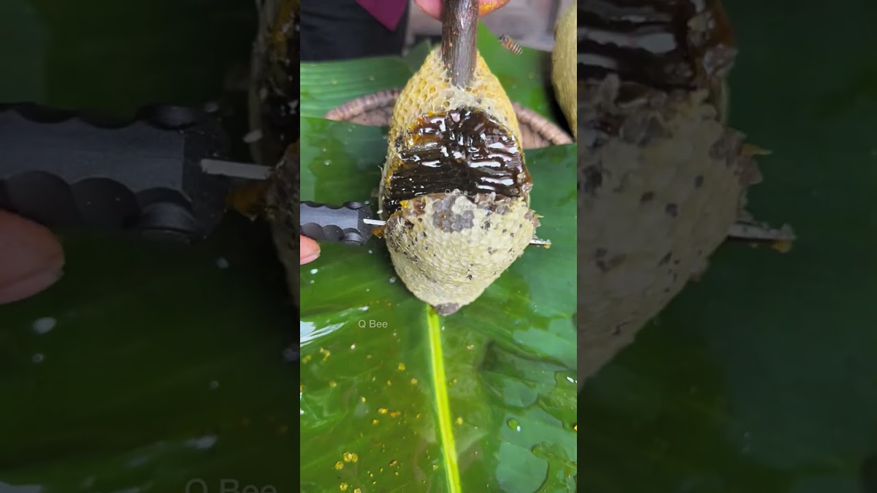 Cutting Open a Wild Honeycomb 