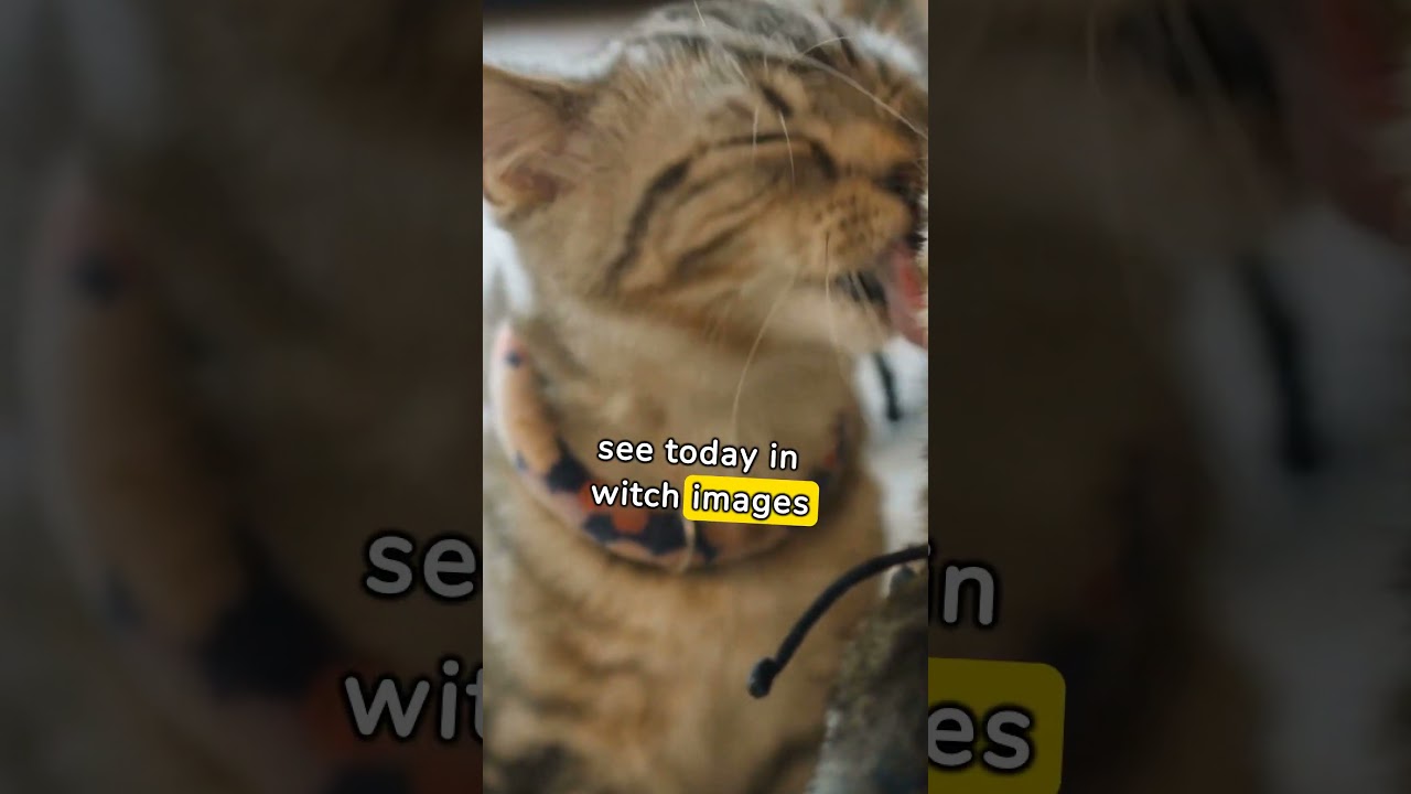 Interesting Events in History #15 #evomindai#ai#PopeGregoryIV #WarOnCats #BlackCats