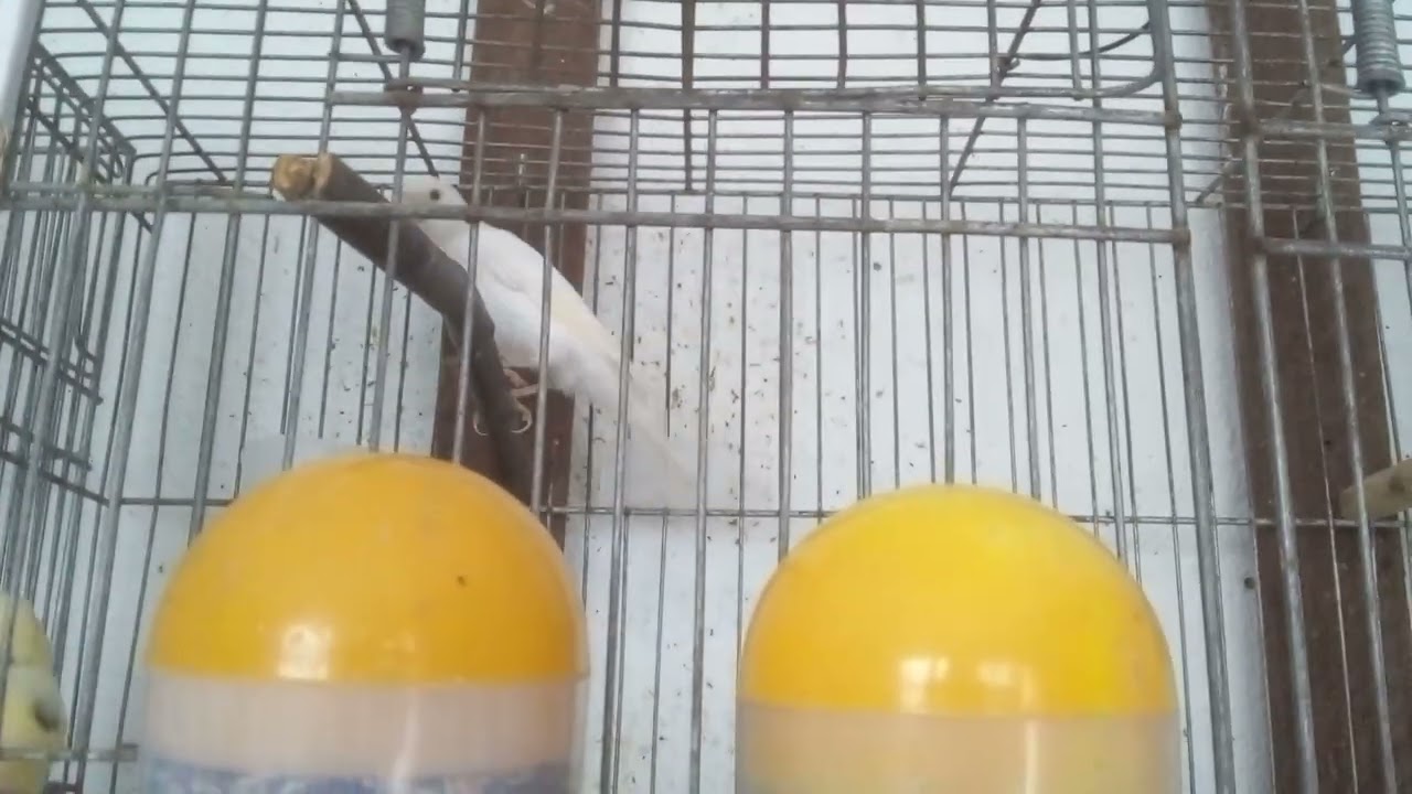 Casal de canários belgas chocando 5 ovos galados
