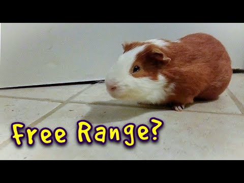 the range guinea pig cage