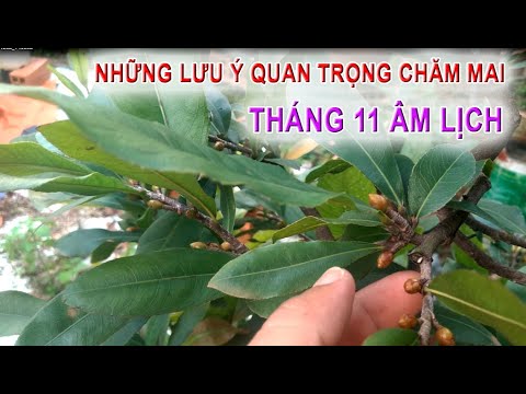 Video Lưu ý chăm mai tháng 11 âm - Trước và sau lặt lá cần... - youtube
