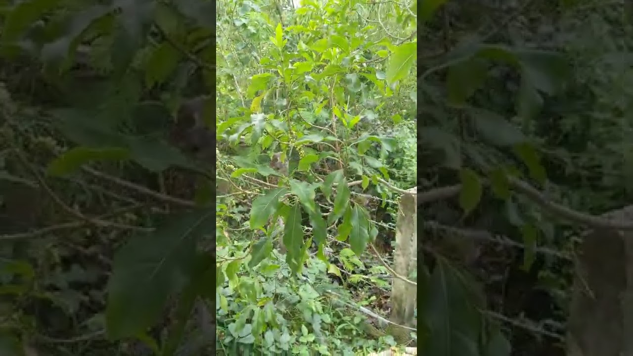 ចំណេះដឹង&ដំណាំទឹកដោះគោតៃវ៉ាន់ពណ៌លឿង-[Soy Bona]-តេឡេក្រាម៖ SBN-Dr.Q  010485000