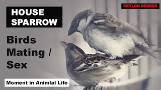 House Sparrow Mating