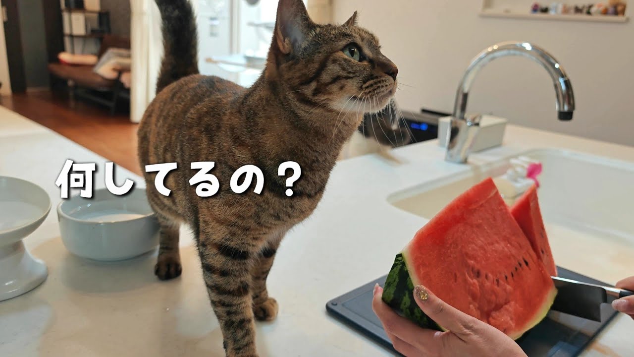 I tried eating a 16kg watermelon in front of my cat - YouTube