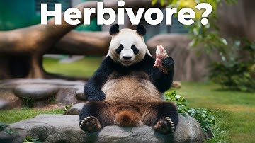 Pandas  The Secret Carnivores! 🐼🍖