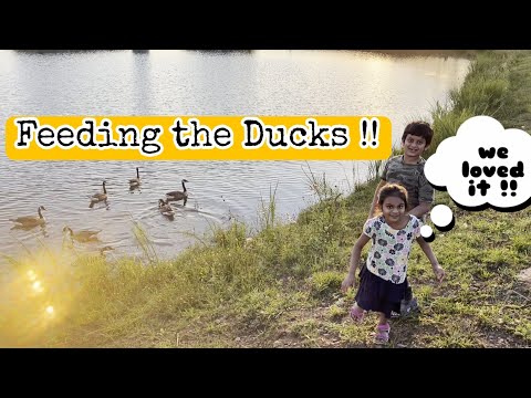 Feeding the ducks at the Pond #ducks #outdoors #birding
