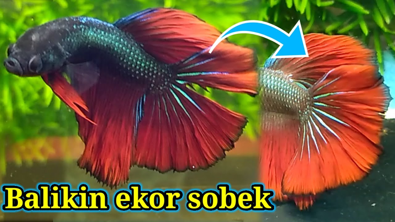 cara mengobati sirip ekor ikan cupang halfmoon rusak