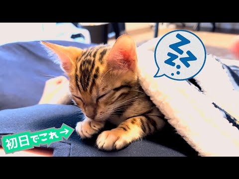 ベンガル猫とのお迎え初日がパーフェクトコミュニケーション過ぎた【可愛いシーン詰め合わせ】