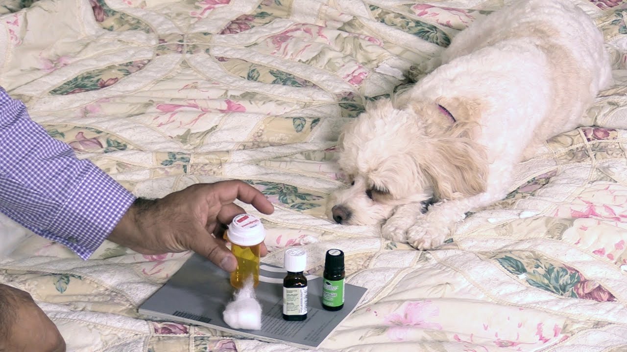 Essential oil remedy to treat headache, congestion, nausea and