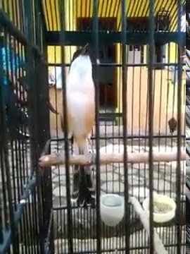 Cendet Isian Love Bird Gereja Kenari