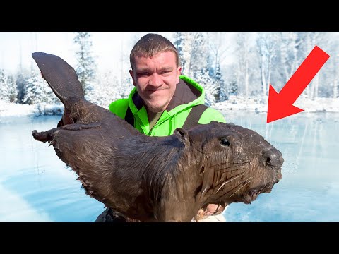 These Beavers are Destroying My Pond!