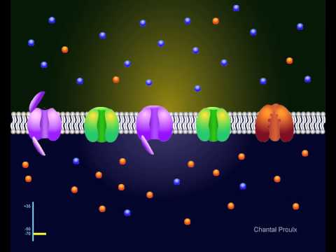 Vidéo: Que se passe-t-il lorsque la membrane cellulaire se dépolarise ?