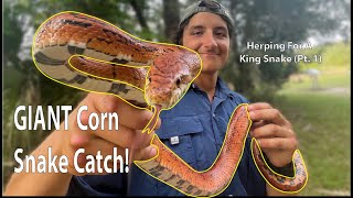 Catching A HUGE Wild Corn Snake! (Herping for a King Snake Pt. 1)