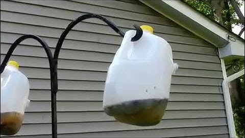 How to make a Homemade Fly Trap
