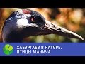 Птицы Манича - Хабургаев в натуре | Живая Планета