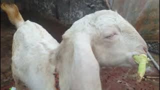 kia kha rahay han😝