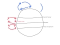 Atmospheric Convection Currents and Their Global Impact