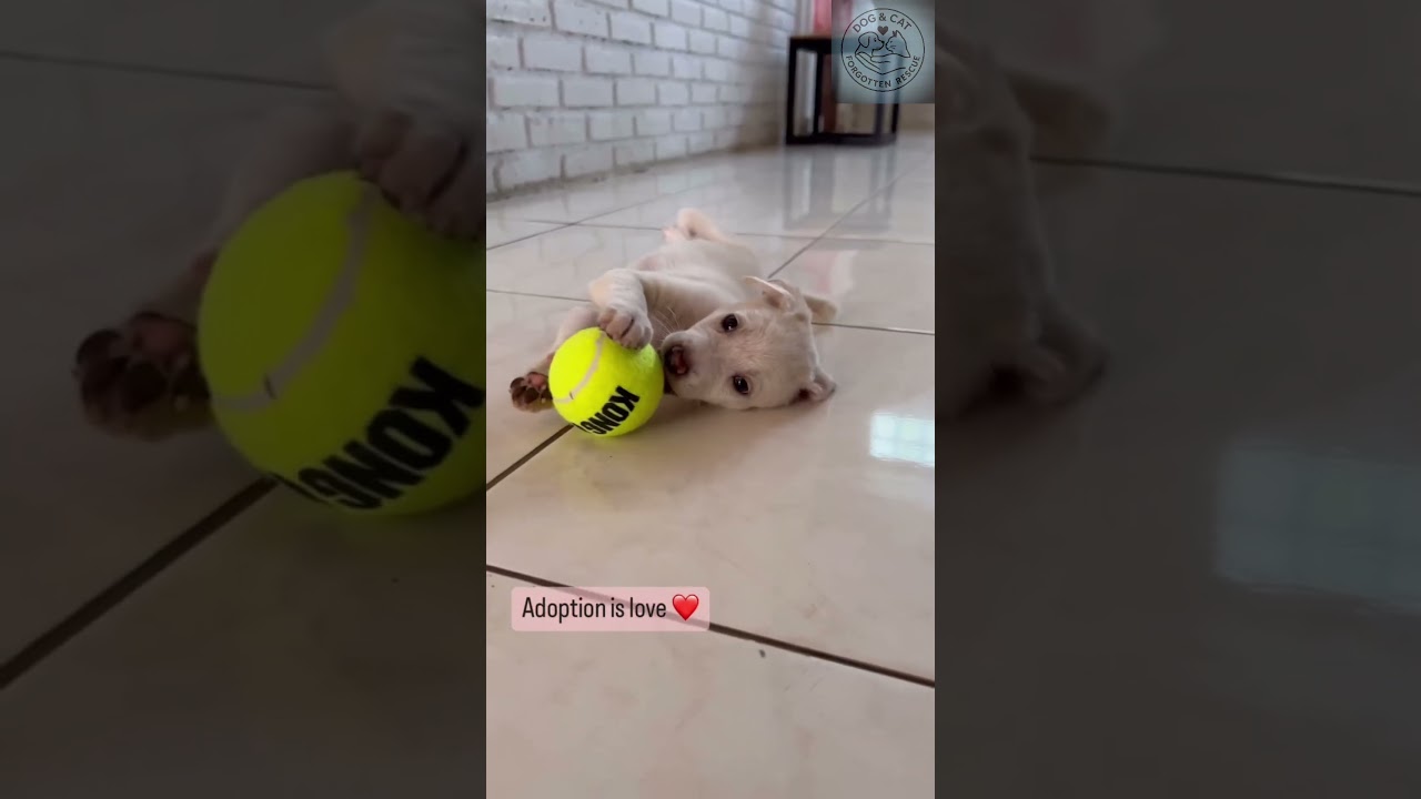 The journey of growing up of a beautiful little dog 