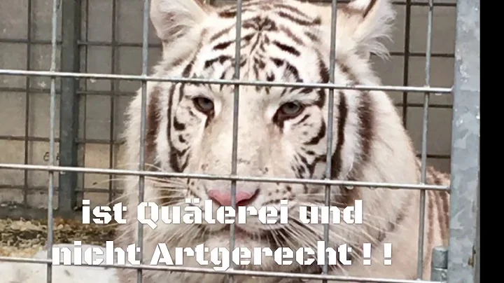 Protest gegen (Wild)Tiere im Zirkus