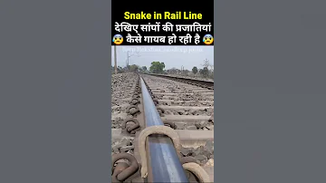 देखें कैसे इस दुनिया में सांपों की प्रजातियां विलुप्त हो रही है 😰| Snake in Rail Line #Shorts