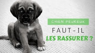 Chiens peureux : faut-il les rassurer ?