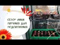 Собираю МИНИ ПАРНИК на подоконнике с Валберис, 🧅🥦 сажаю ЛУК и ЗЕЛЕНЬ