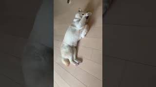 Awww.. how cute ❤ Shiba inu funny video #shorts