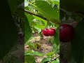 First day of daylight saving!! Wait for cherry picking time #shorts #cherry #tasmania #adventure