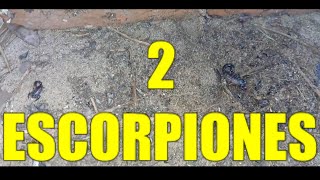 DOS ESCORPIONES 🦂🦂