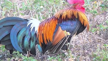 Noob qaib qus(ไก่ต่อลูกผสมเลือดป่าลีลาขั้นเทพ)Beautiful Chicken and Beat Sound