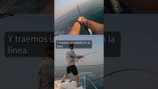 Pesca de SABALO ENORME