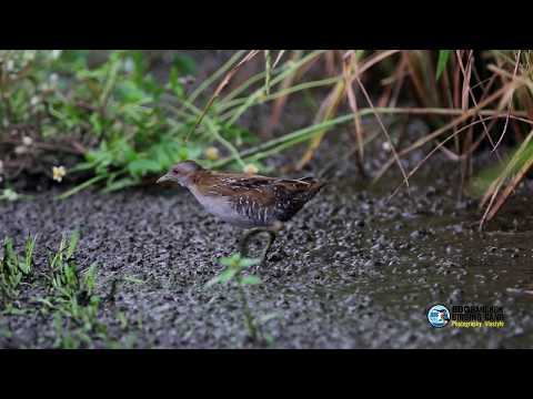 นกอัญชันเล็ก (Baillon's Crake) 