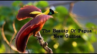 Birds of Paradise (AMAZING PAPUA NEW GUINEA)