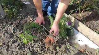 Urzeit Code? 2025 22