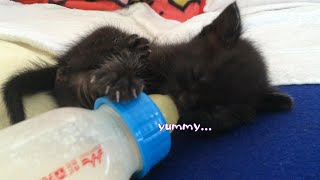 Japanese kitten drinking milk fervently, just like it would from its mother's teat.