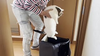 「これは病院行きだな」と察知して逃げ回る猫