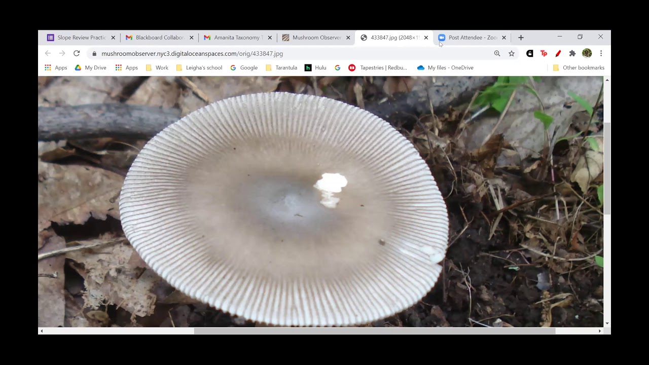 Taxonomy Tuesday 1.12.21 Amanitas