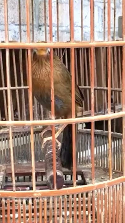 Burung Hwamei wambi Bongkar isian #kicaumania #suaraburung #hwamei