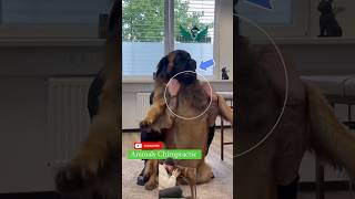 #chiropractic #duet #pistenbully #dog #puppy #animals #funny #hund #cutedog #asmr