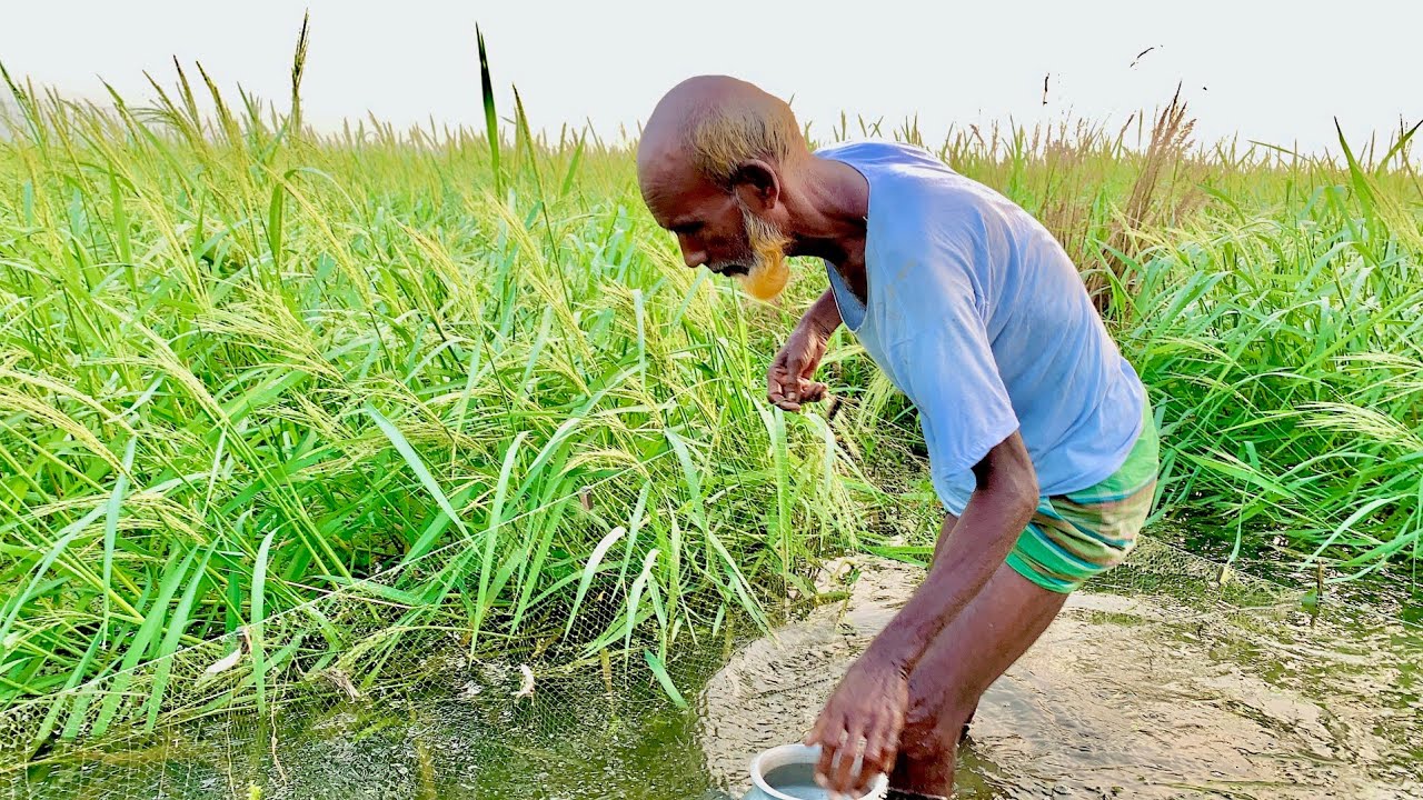 Beautiful fishing scene ✅Rural life🐟