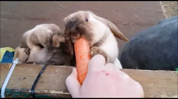 Können Hasen Karotten mit Schale essen?