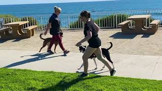 IQ K9 Training | Puppy Training |  Dog Training |  Fun and results oriented dog training! by IQ K9 Training 281 views 3 years ago 1 minute, 35 seconds