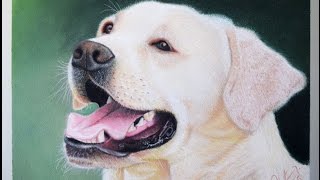 Como Dibujar un Perro con Tiza Pastel Paso a paso 1/2 screenshot 5
