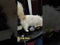 Persian Cat    #shortvideo#youtubeshorts#viral#shors#ytshrts#mukund