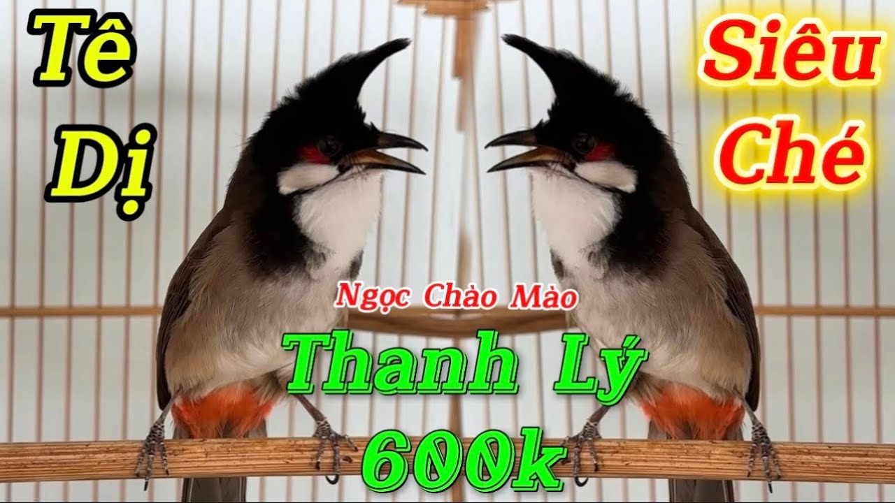 19/12-Siêu Phẩm Tê Dị Hàng Dân Bản/Bộ Khủng Mào Tê Gáy Ngựa/Bổi Chúa Siêu Ché 4Tháng Lồng Siêu Gấu