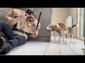 Prank on My Funny Beagles Goes WRONG!