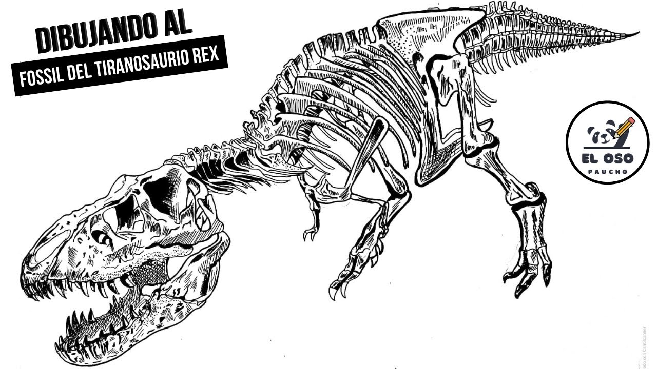 Dibujando un Fósil o esqueleto del tiranosaurio/Drawing a Fossil or skeleton of the Tyrannosaurus